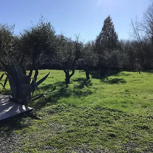 L Olivo Lucca